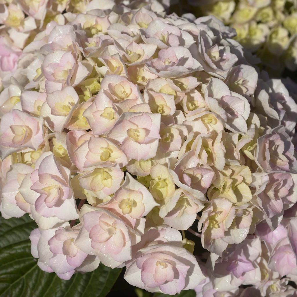 Hortensia macrophylla Kazan - Hydrangea