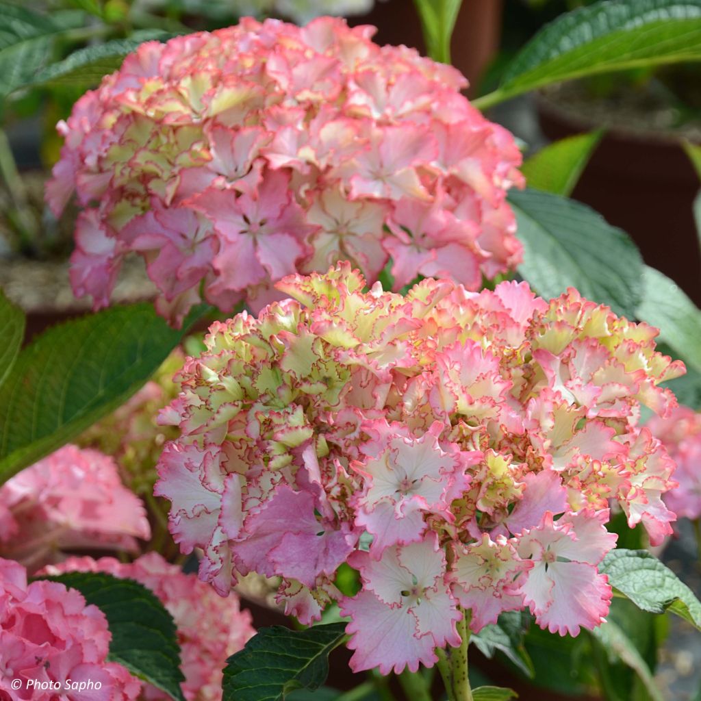 Hortensia macrophylla So Long Sunny - Hydrangea