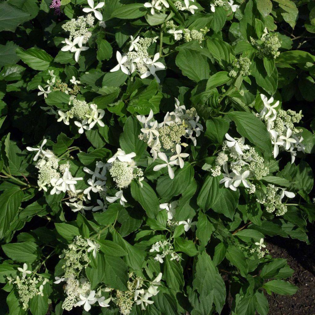Hortensia paniculata Great Star Le Vasterival - Hydrangea