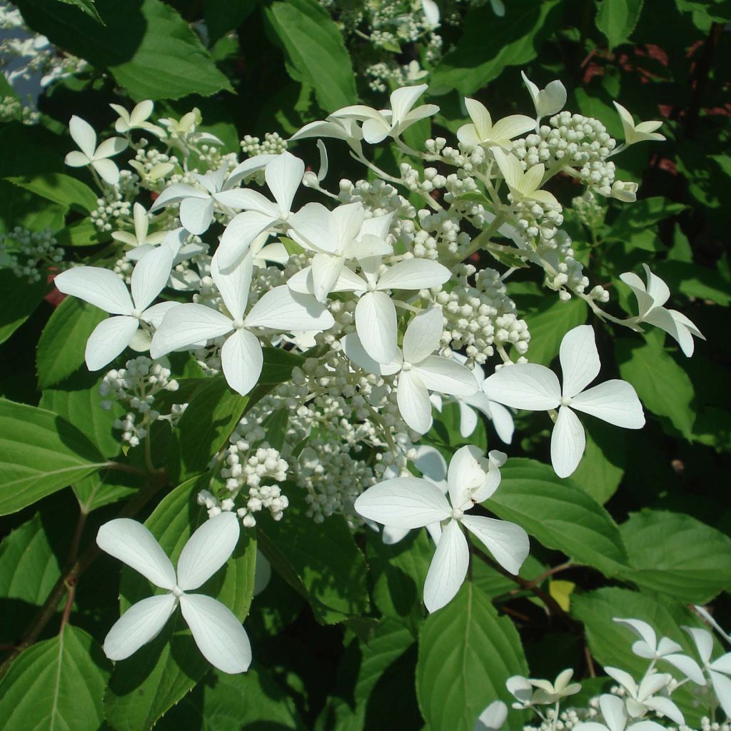 Hortensia paniculata Great Star Le Vasterival - Hydrangea