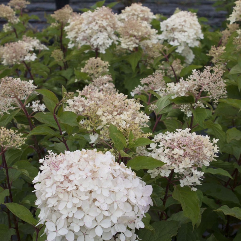 Hortensia paniculata Phantom - Hydrangea