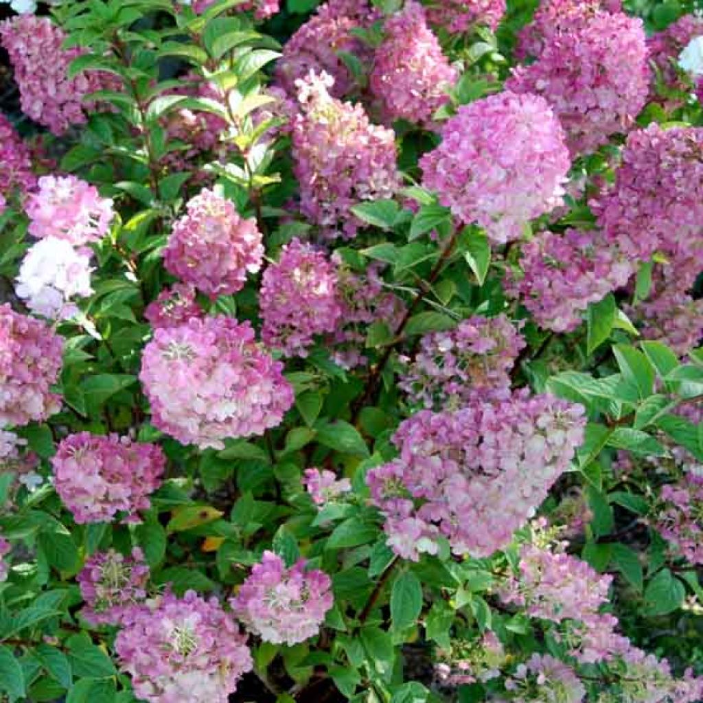 Hortensia paniculata Sundae Fraise - Hydrangea