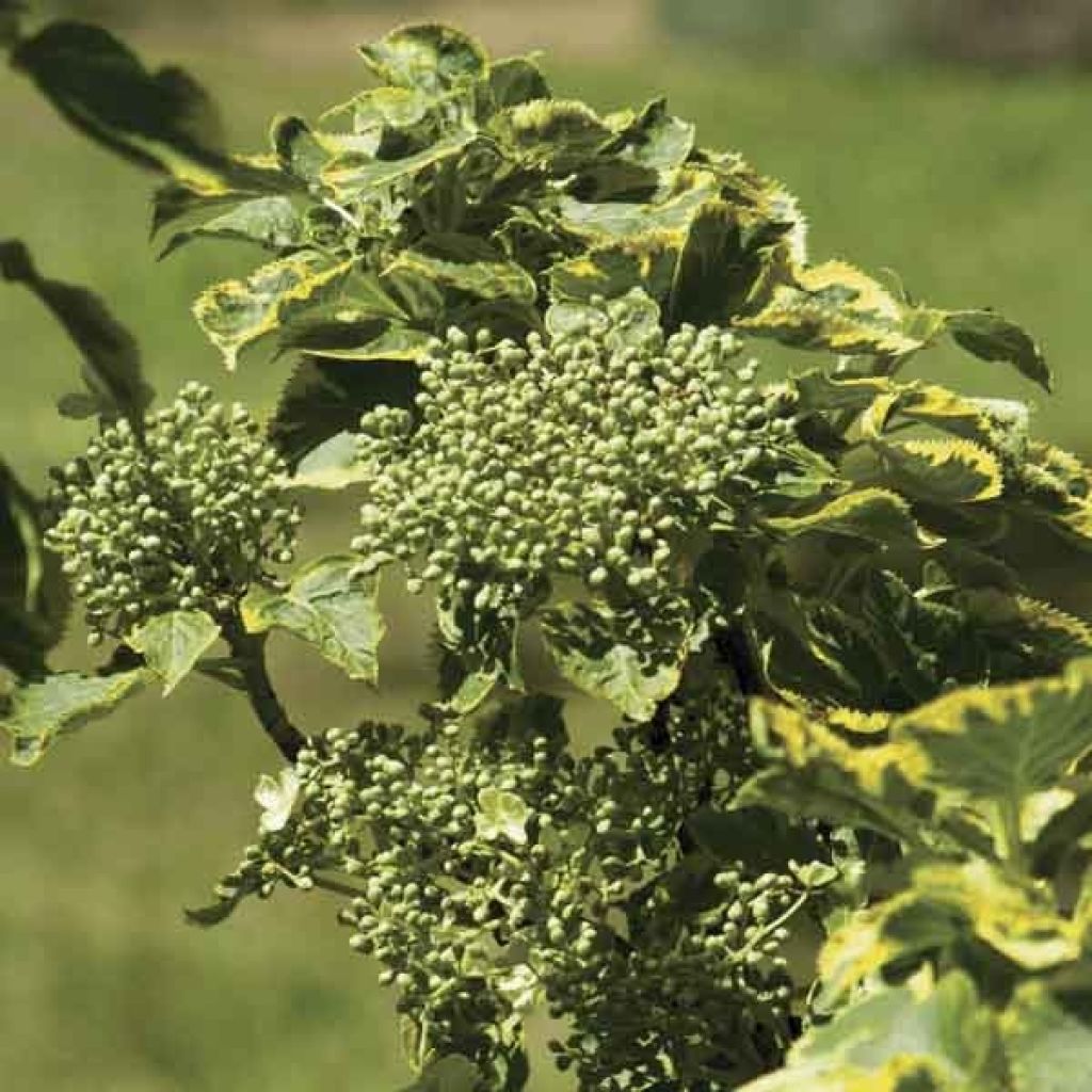 Hortensia anomala var. petiolaris Miranda - Hortensia trepadora