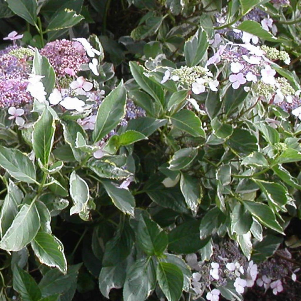 Hortensia macrophylla Tricolor - Hydrangea