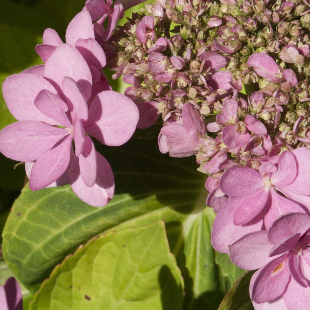 Hortensia macrophylla You and Me Forever - Hydrangea