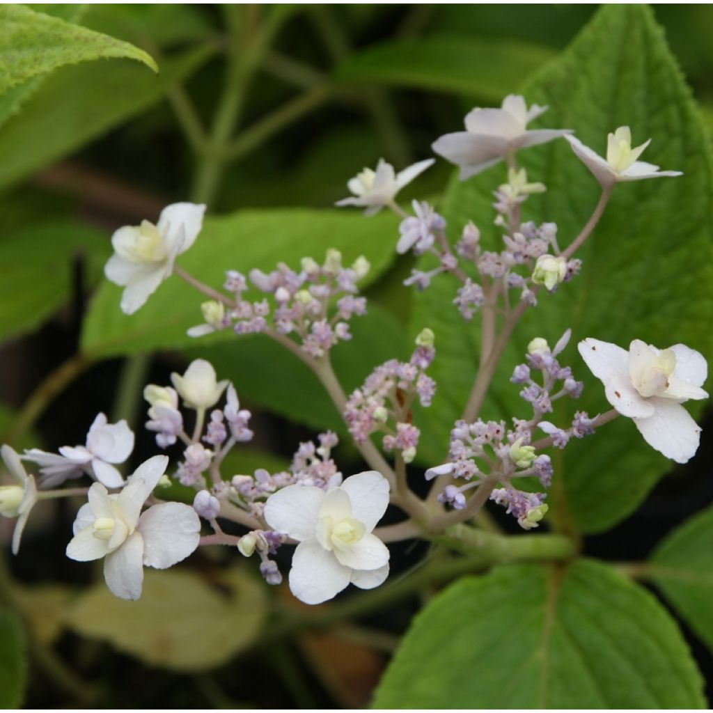 Hortensia involucrata Yoraku Tama - Hydrangea