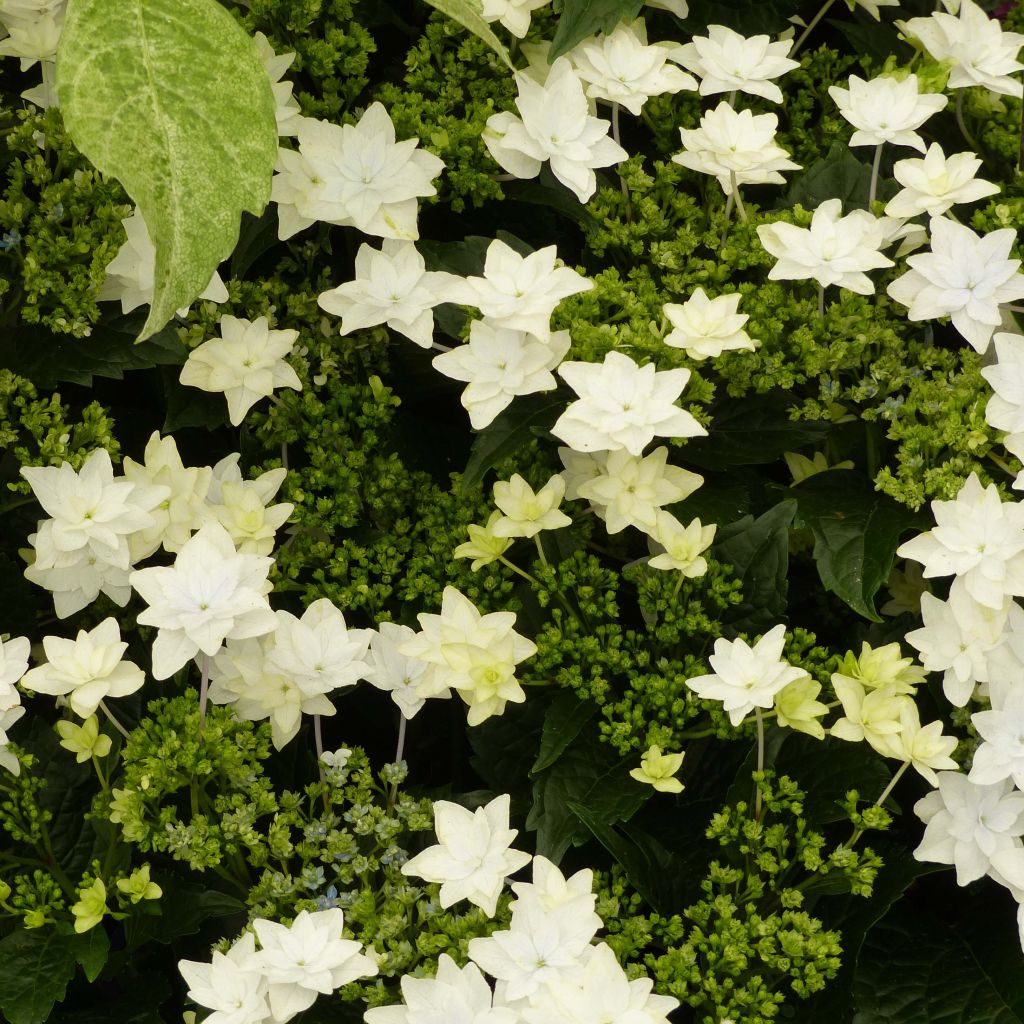 Hortensia macrophylla Hovaria Fireworks White - Hydrangea