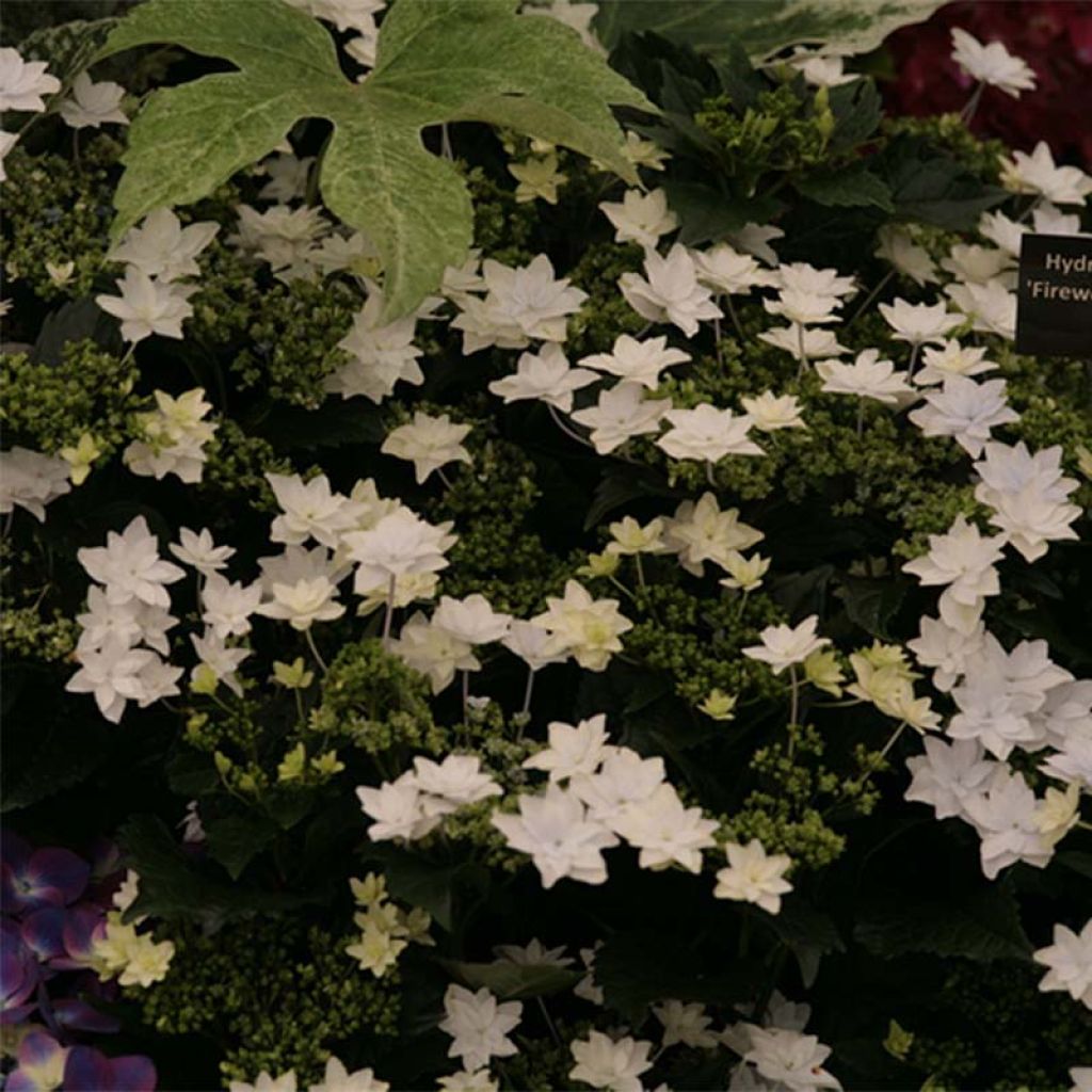 Hortensia macrophylla Hovaria Fireworks White - Hydrangea