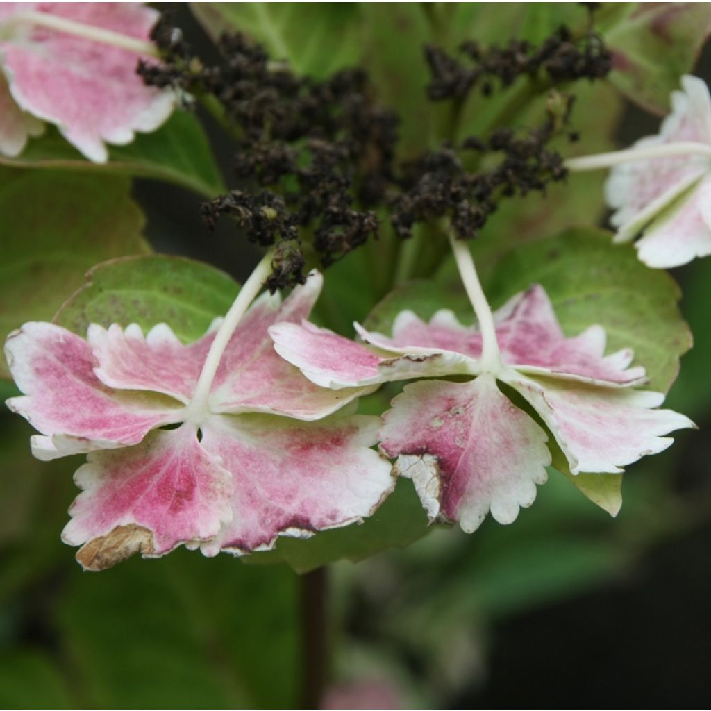 Hortensia macrophylla Koria - Hydrangea