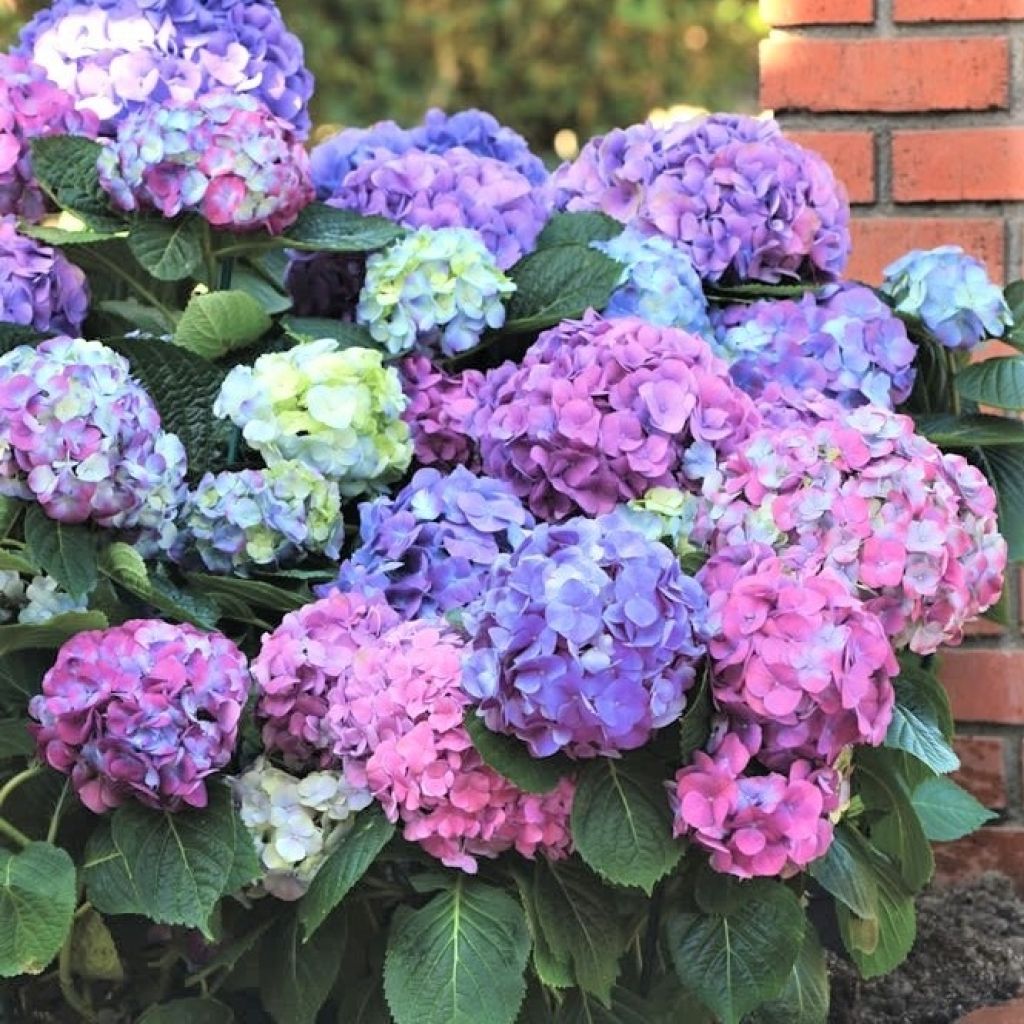 Hortensia macrophylla L.A Dreamin - Hydrangea