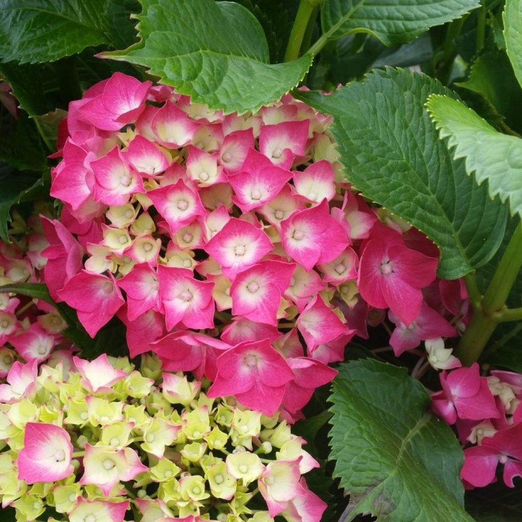 Hortensia macrophylla Baron Rouge - Hydrangea