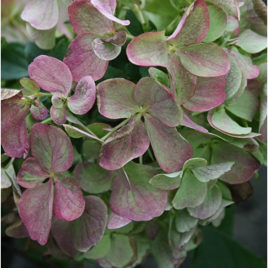 Hortensia paniculata Diamant Rouge - Hydrangea paniculata