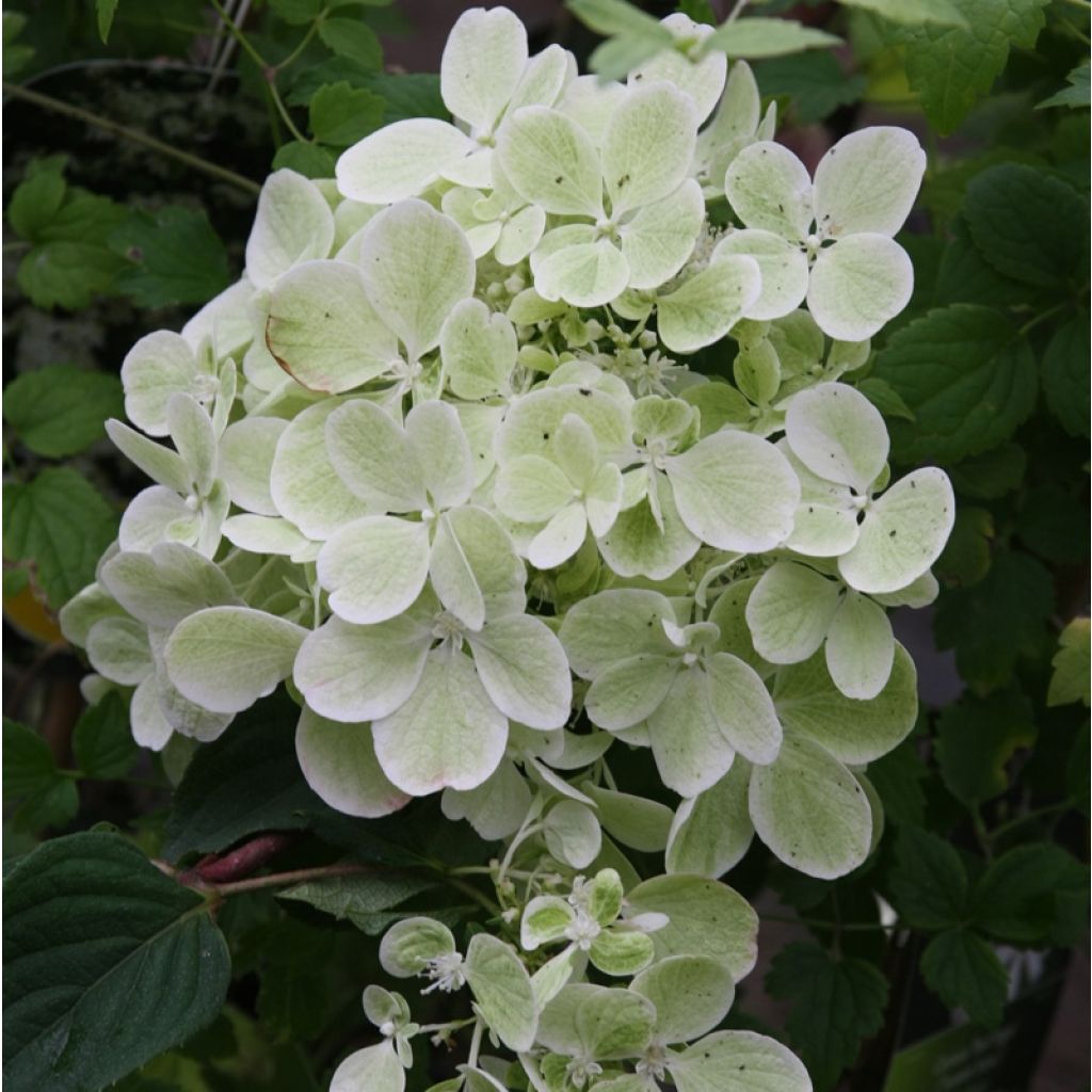 Hortensia paniculata Diamant Rouge - Hydrangea paniculata