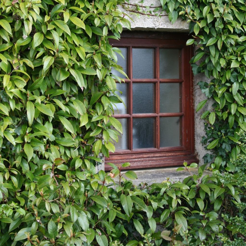 Hortensia seemanii - Hydrangea