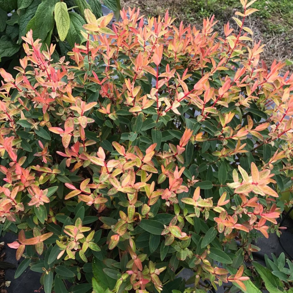 Hypericum Radiance - Hipérico