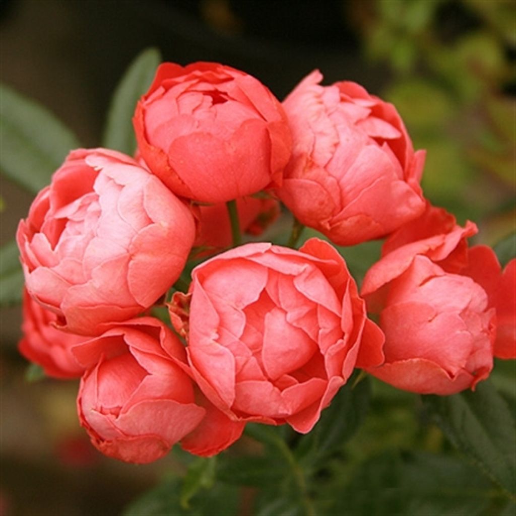 Rosal Orange Morsdag - Rosal enano