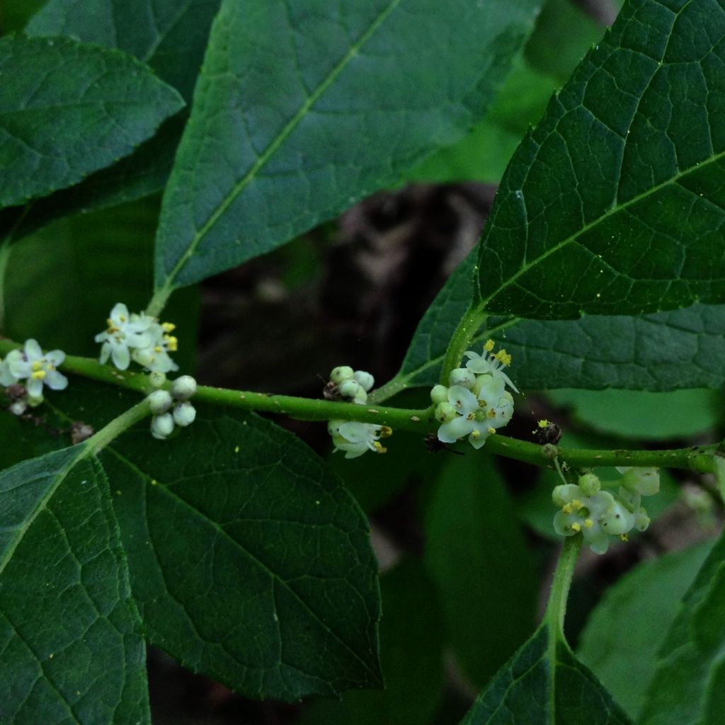 Ilex verticillata Southern Gentleman - Acebo