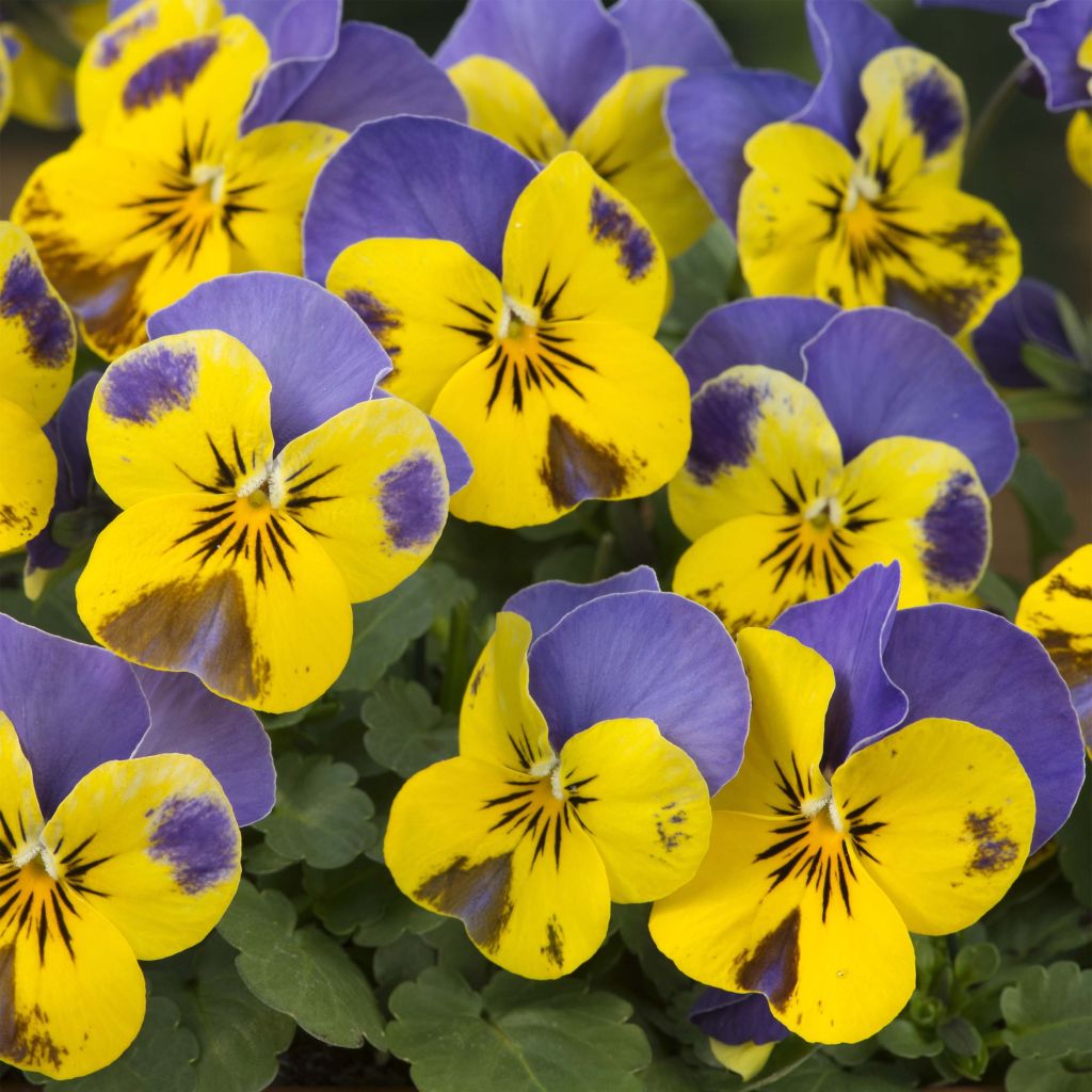 Viola cornuta Yellow Blue Jump-Up - Violeta