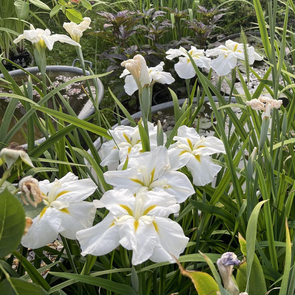 Iris Japonés White Ladies - Iris ensata