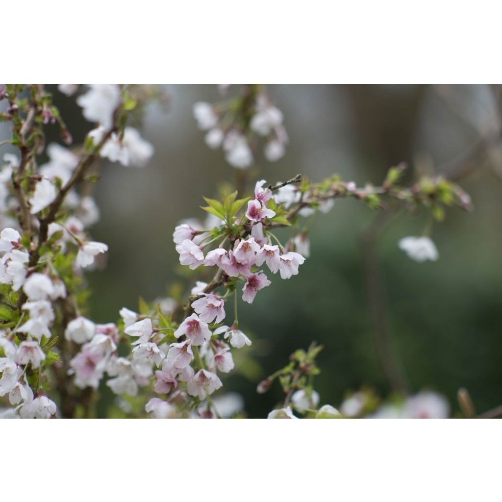 Cerezo enano Japonés Kojo no mai - Prunus incisa
