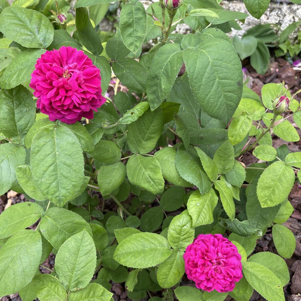 Rosa damascena - Rosa de Damasco