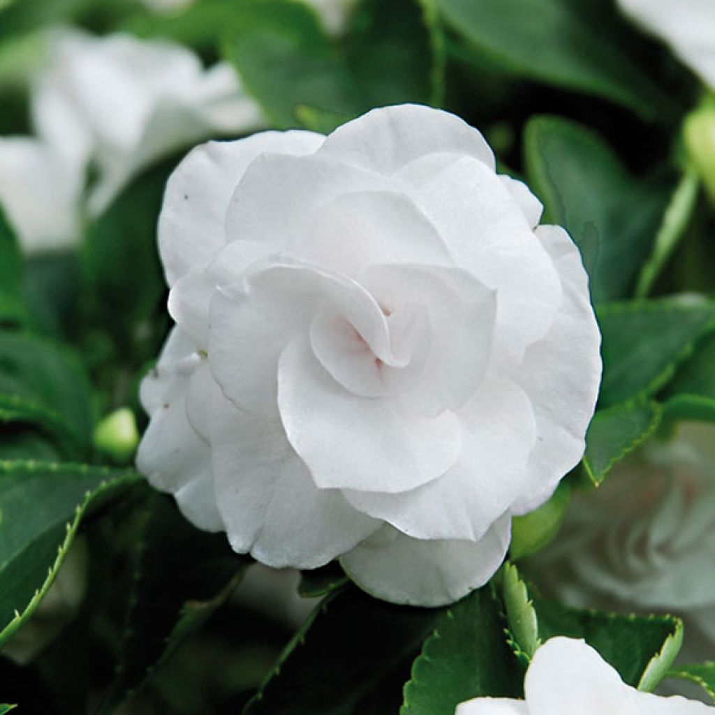 Alegría de la casa de flor doble blanca - Impatiens walleriana