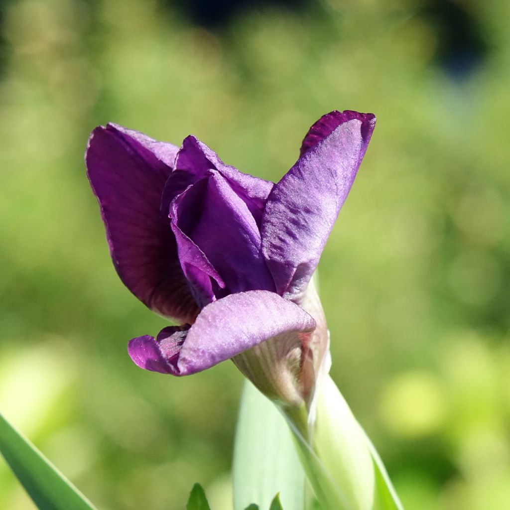 Iris germanica Color me Rose