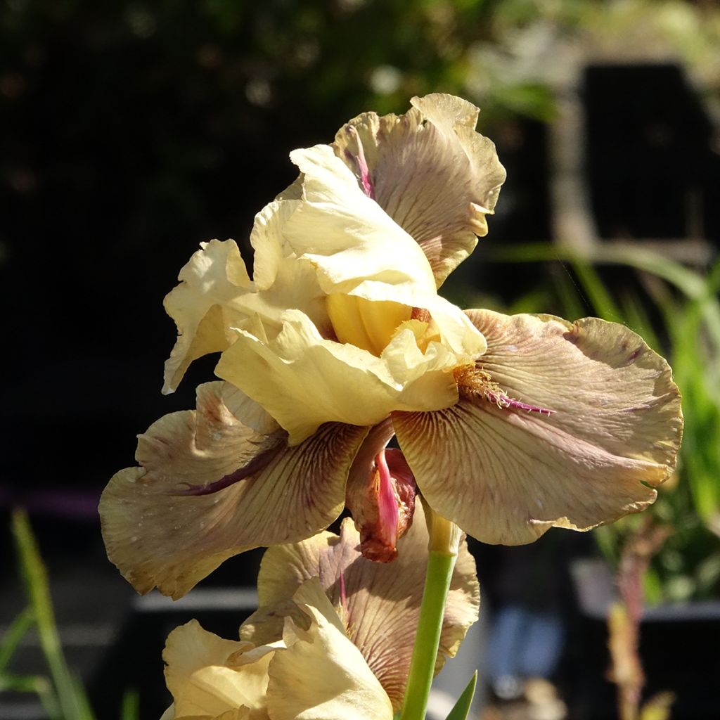 Iris germanica Thornbird
