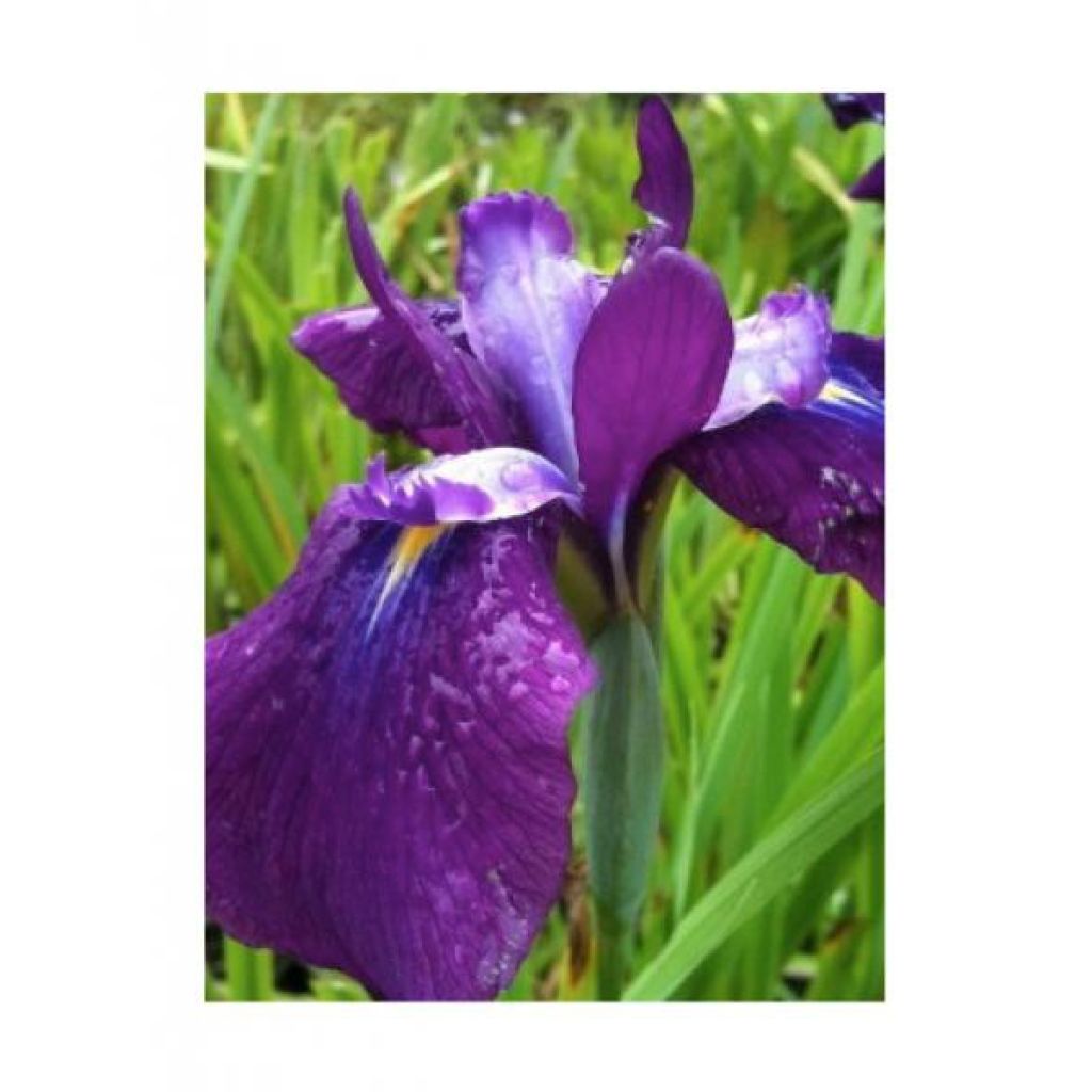 Iris Japonés Sea of Amethyst - Iris ensata
