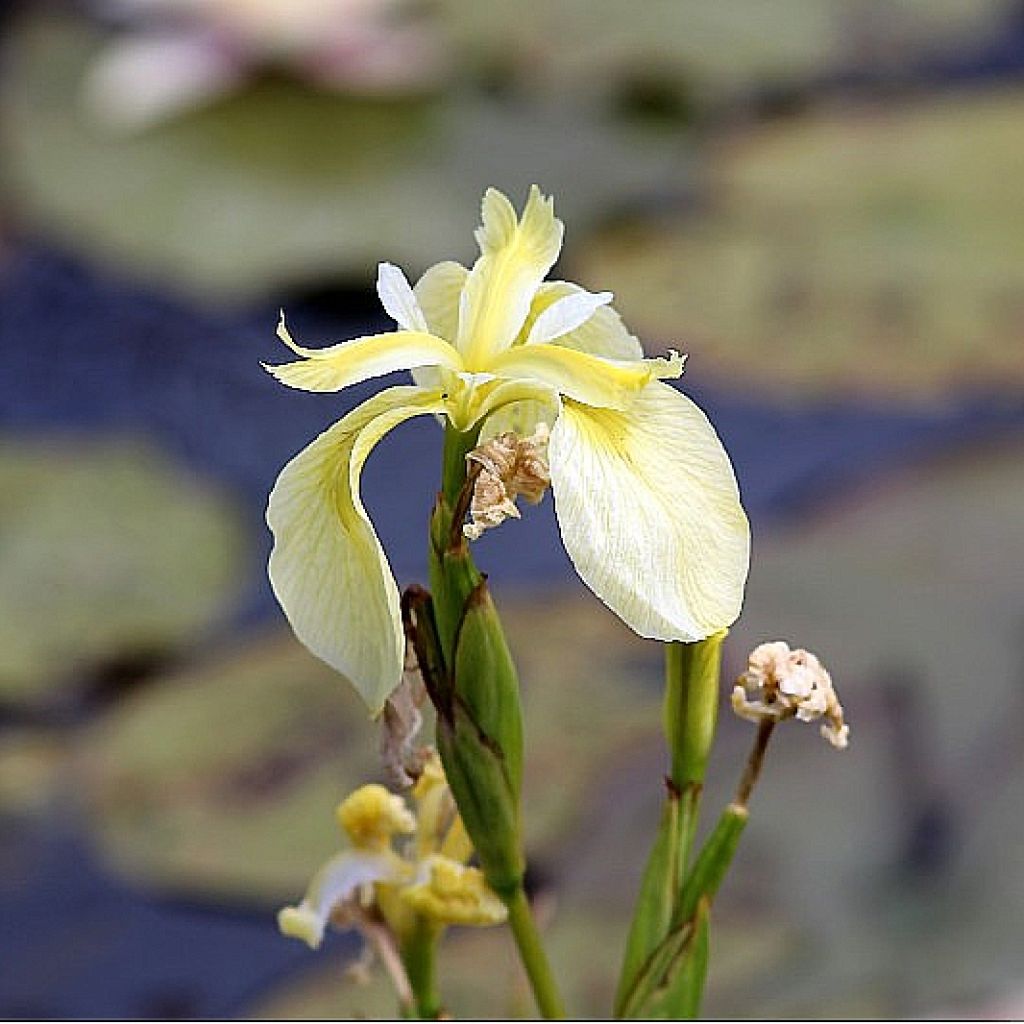 Iris pseudacorus Creme de la Creme - Lirio amarillo