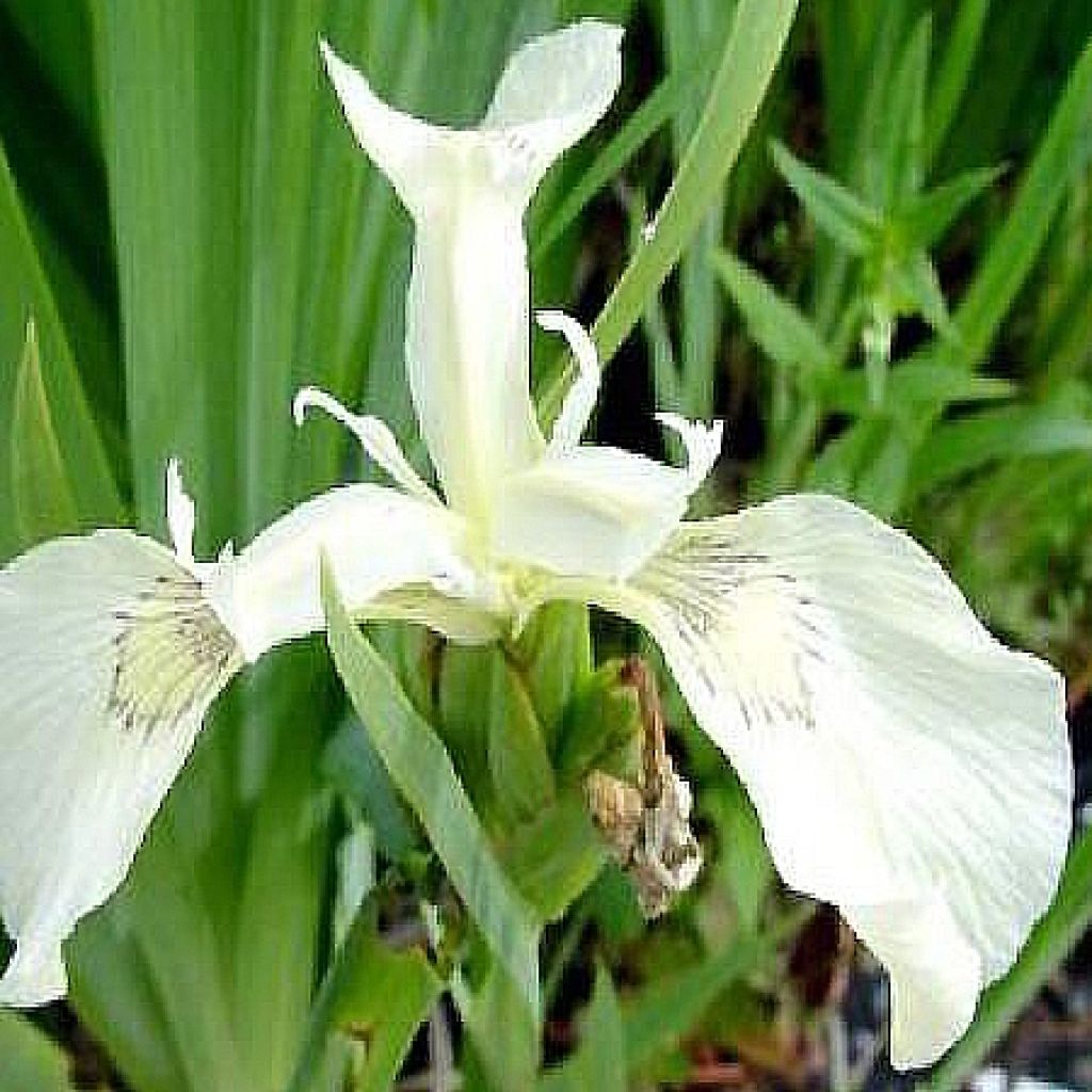 Iris pseudacorus Creme de la Creme - Lirio amarillo
