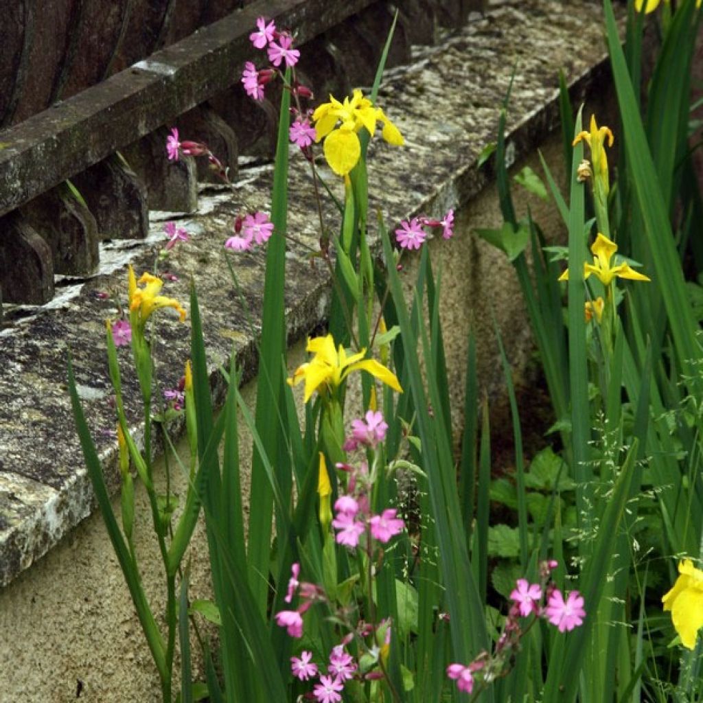 Lirio amarillo - Iris pseudacorus