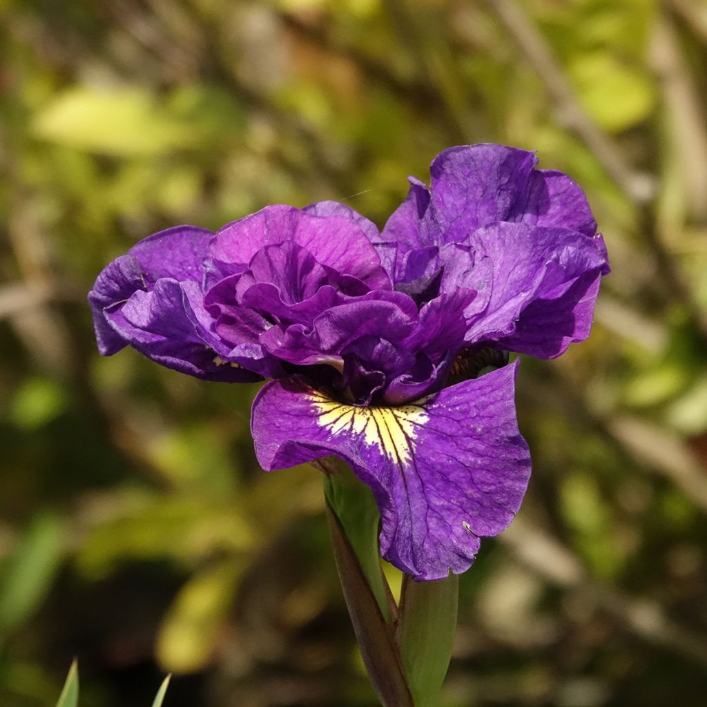 Lirio de Siberia Bundle of Joy - Iris sibirica