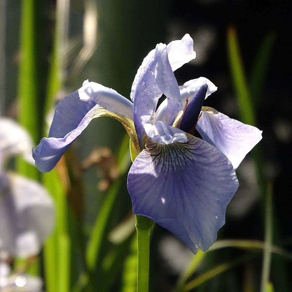 Lirio de Siberia Perry's Blue - Iris sibirica