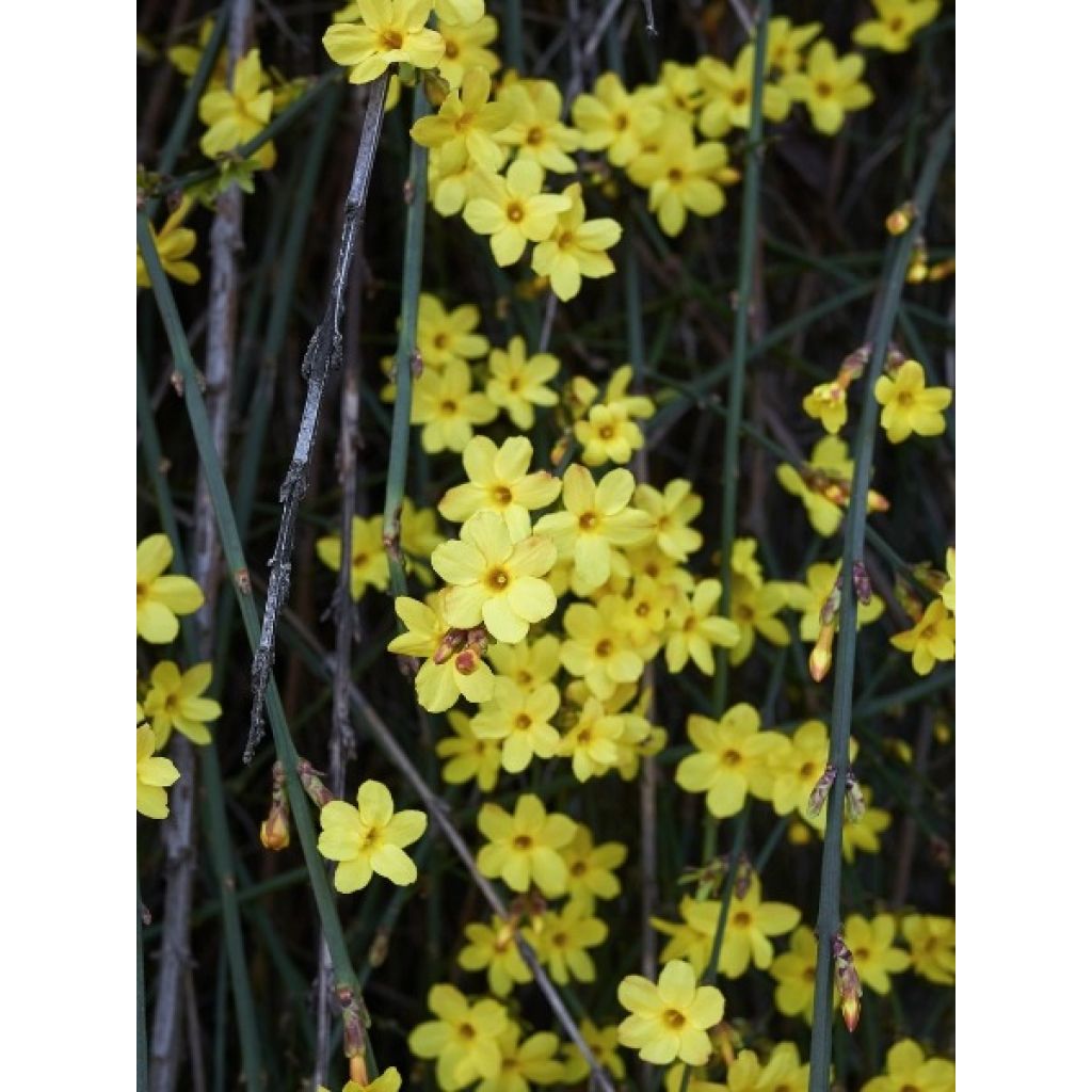 Jazmín amarillo - Jasminum nudiflorum