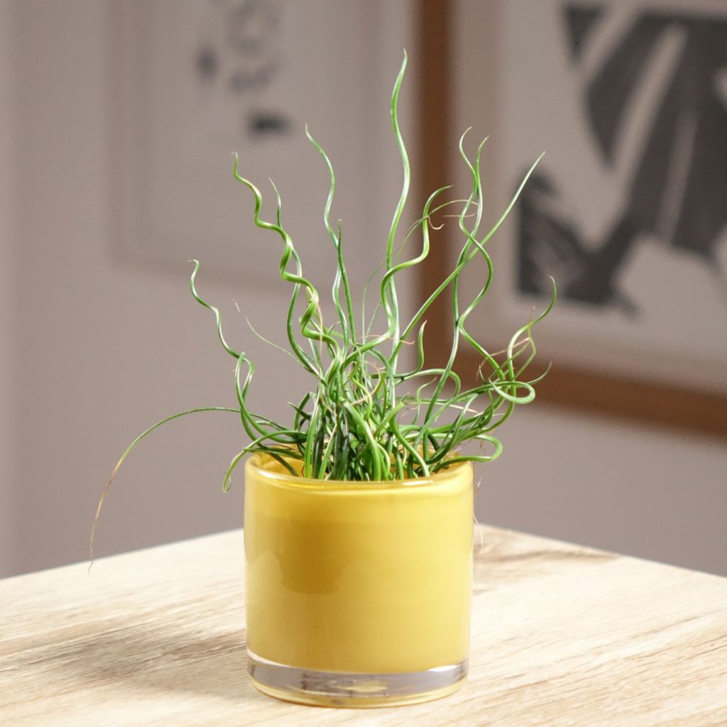 Juncus effusus Spiralis