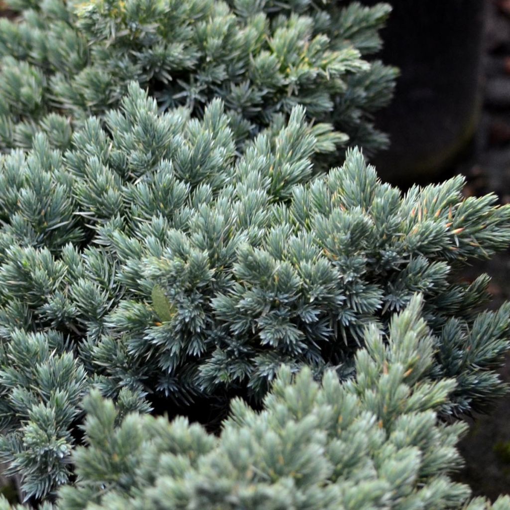 Juniperus squamata Blue Star - Enebro escamoso