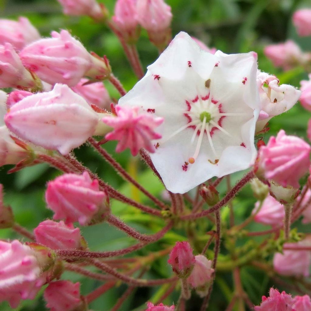 Kalmia latifolia - Laurel de montaña
