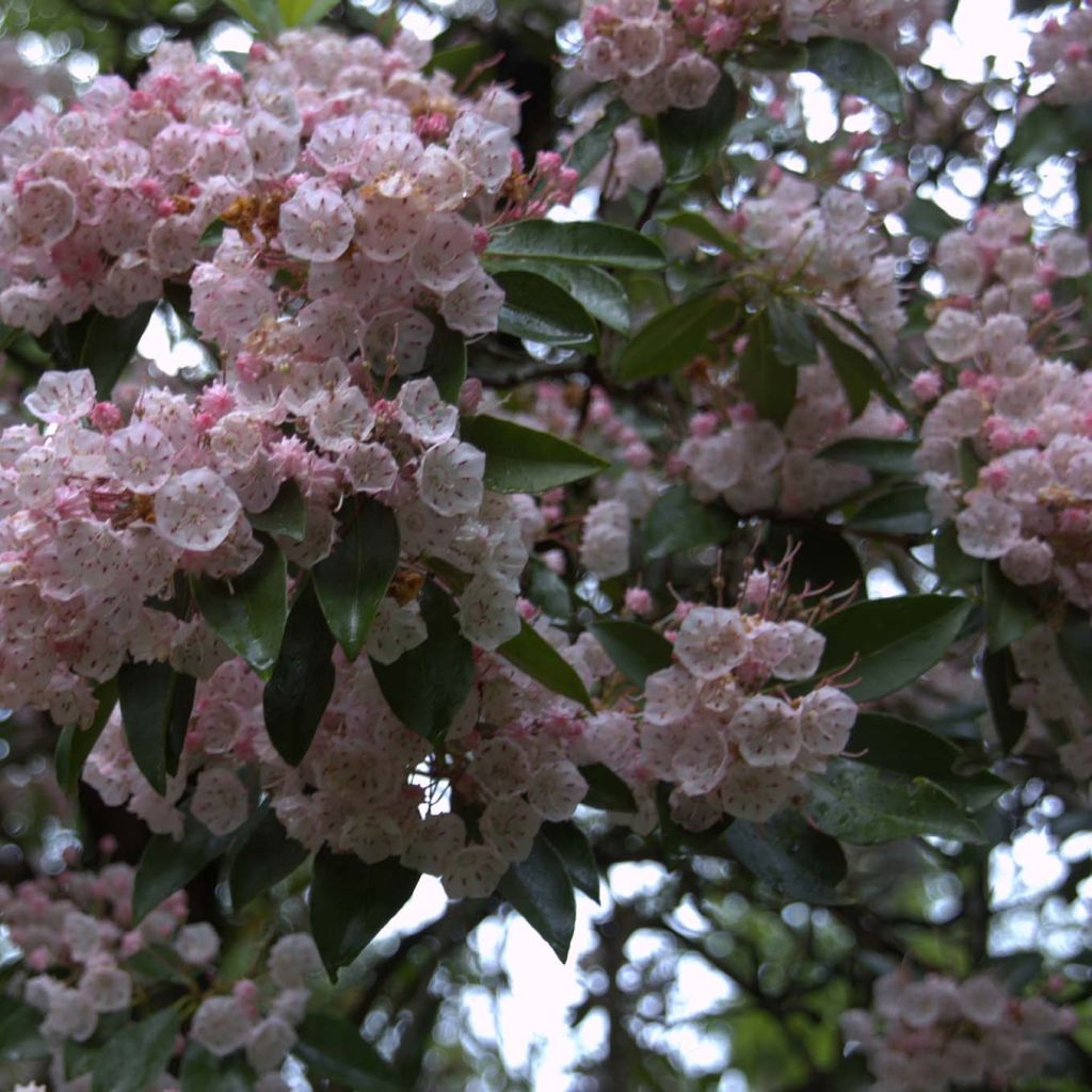 Kalmia latifolia - Laurel de montaña