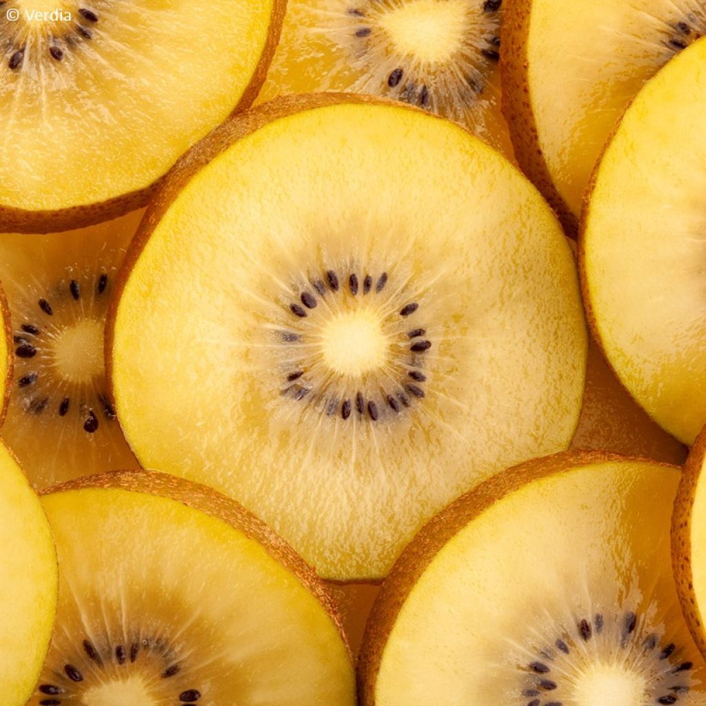 Dúo de kiwis amarillos kiw'Happy - Actinidia deliciosa