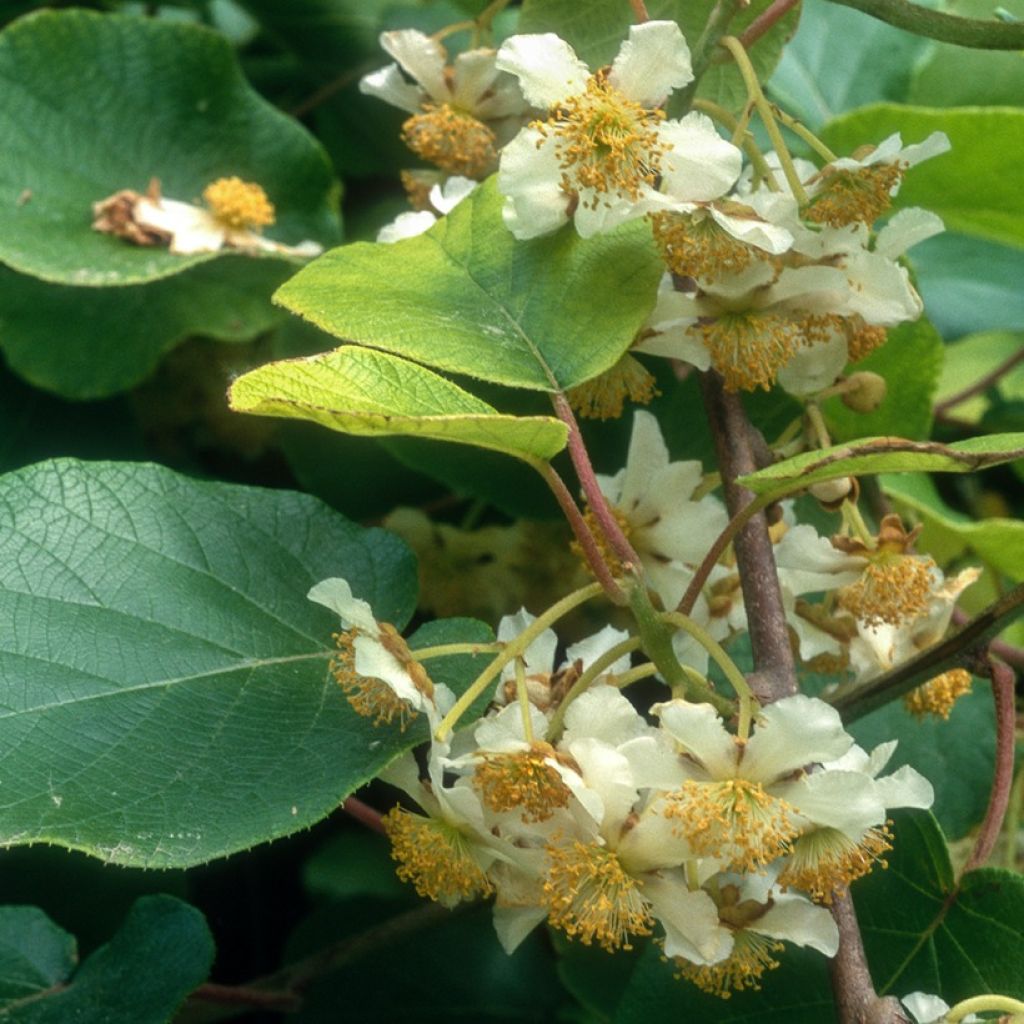 Dúo de kiwis amarillos kiw'Happy - Actinidia deliciosa