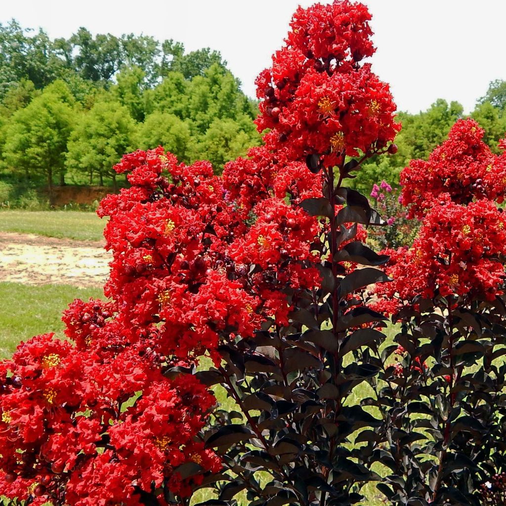 Árbol de Júpiter Black Solitaire Red Hot - Lagerstroemia indica