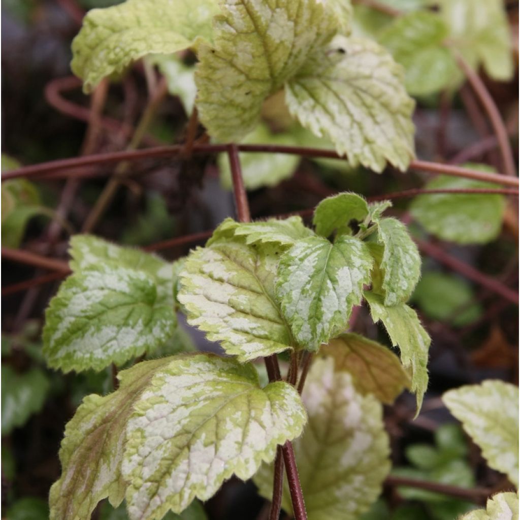 Lamium galeobdolon Florentinum - Arcángel amarillo