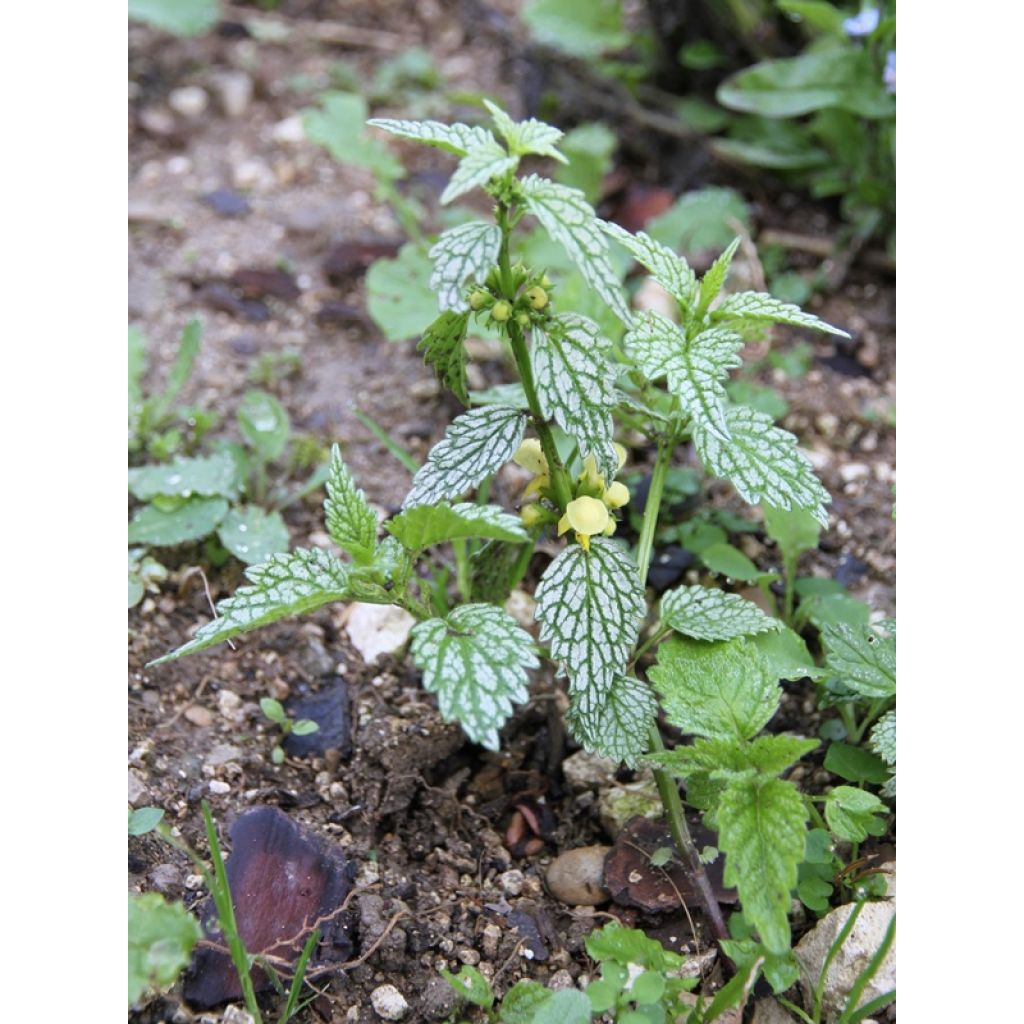 Lamium galeobdolon Hermann's Pride - Arcángel amarillo