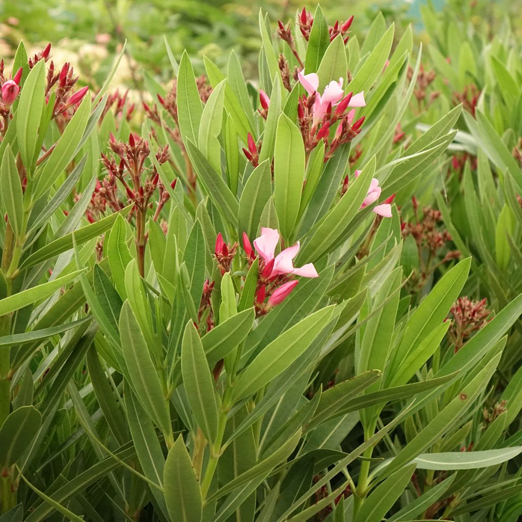 Nerium oleander Magaly – Adelfa