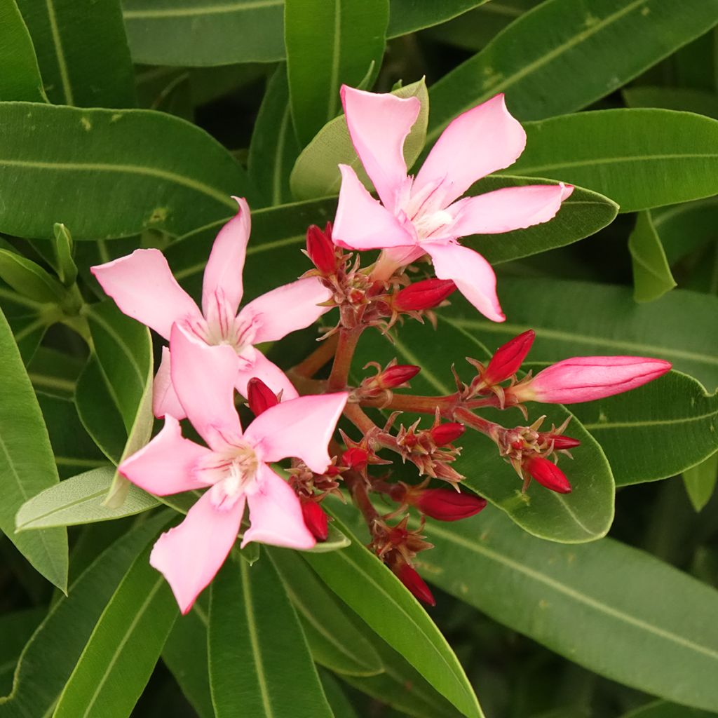 Nerium oleander Magaly – Adelfa