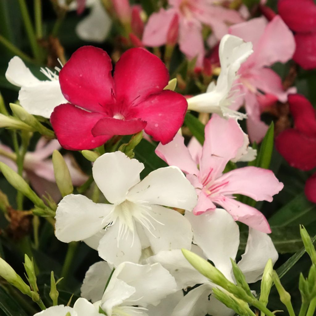Adelfa Tricolor - Nerium oleander