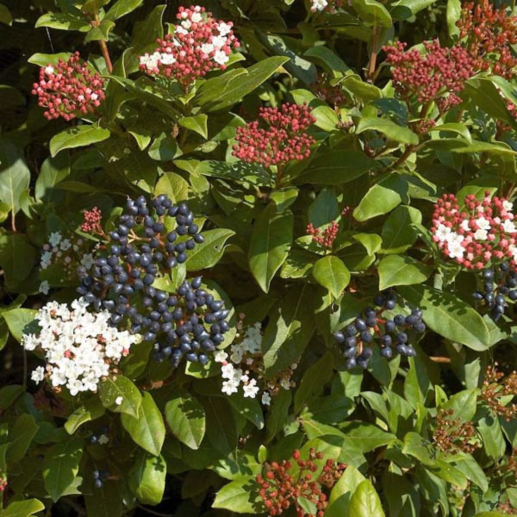 Durillo - Viburnum tinus