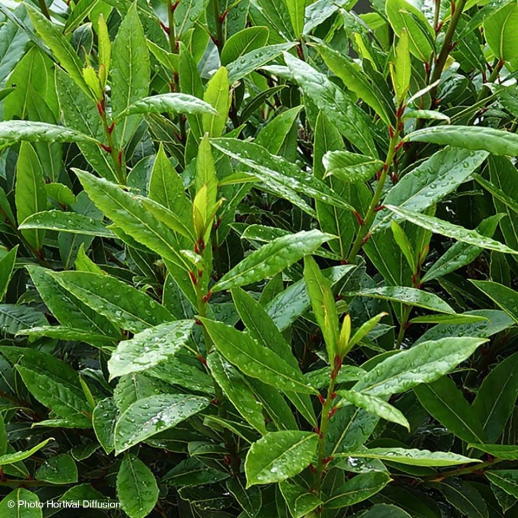 Laurel Little Ragu - Laurus nobilis