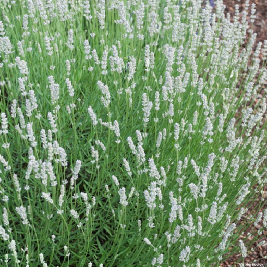 Lavanda intermedia Edelweiss - Lavandín